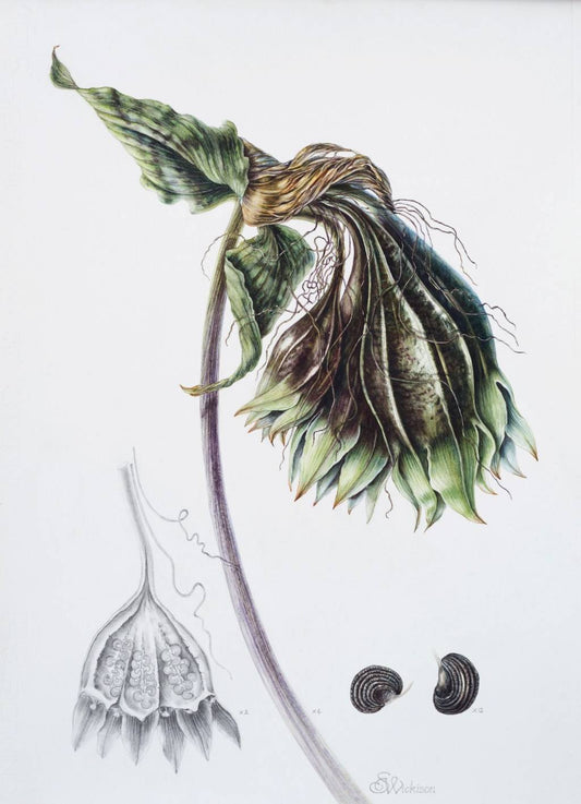 Tacca chantrieri - Seed pods