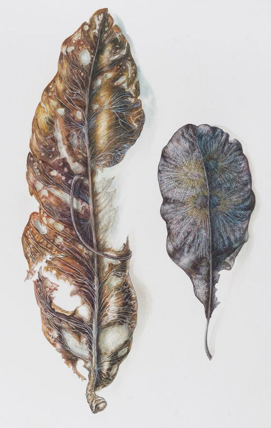 Fiji leaves with Mycillium