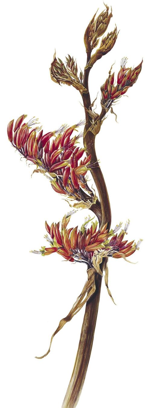 Phormium tenax — Flax or Harakeke