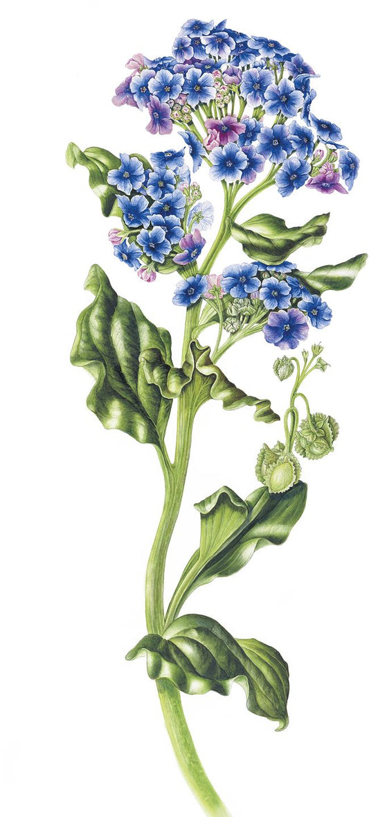 Myosotidium hortensia Chatham Island Forget-Me-Not