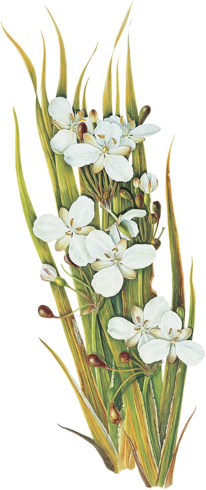 Libertia ixioides