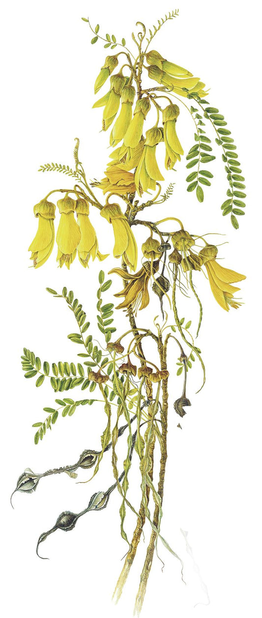 Sophora tetraptera