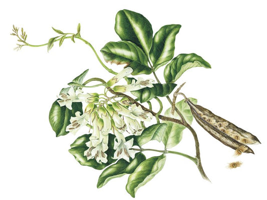 Tecomanthe speciosa