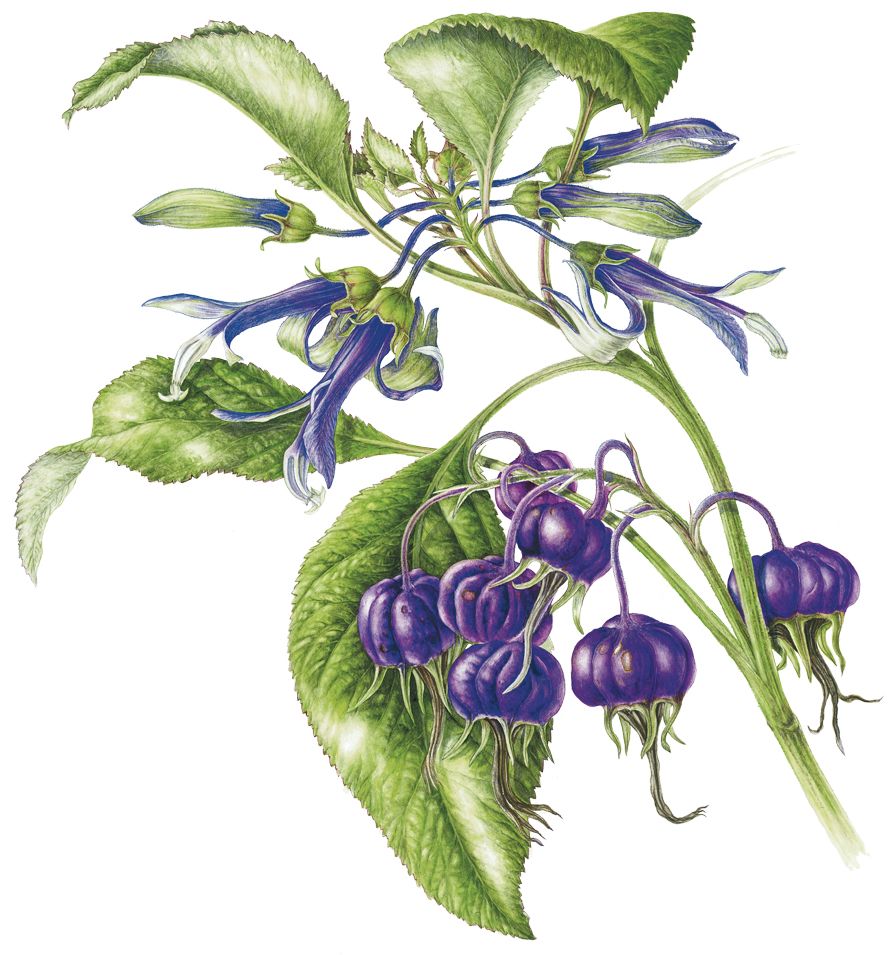 Lobelia physaloides