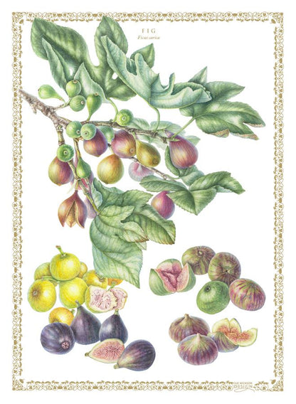 Tea Towel Figs - Cotton