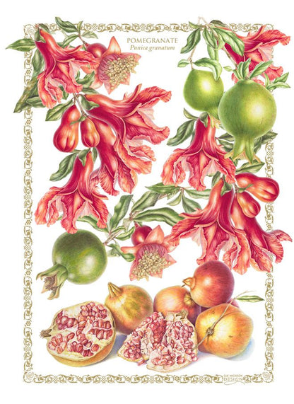 Tea Towel Pomegranate - Cotton