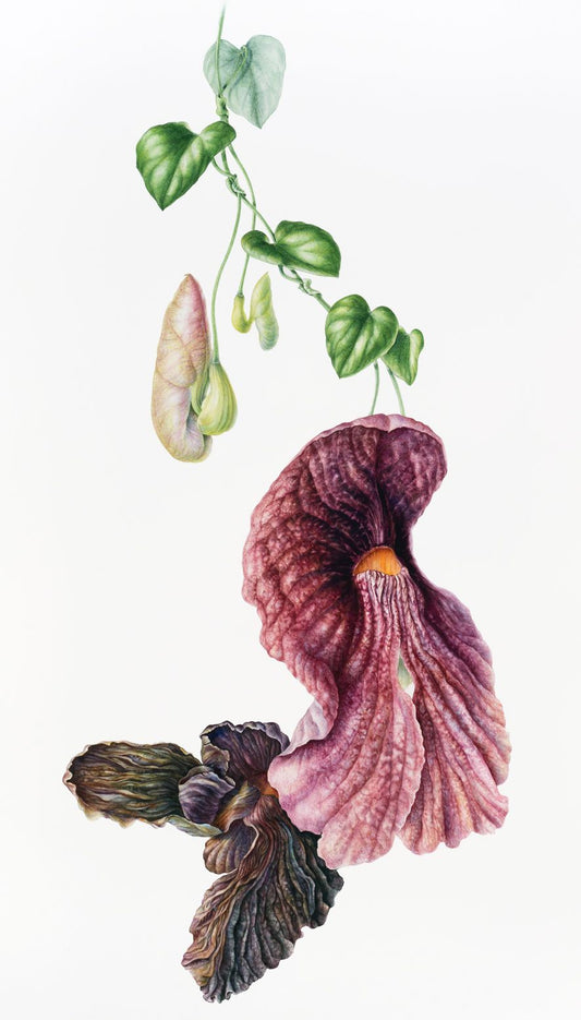 Aristolochia gigantea