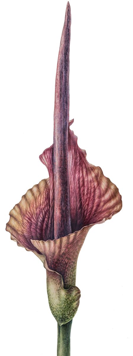 Amorphophallus konjac — Devil's tongue