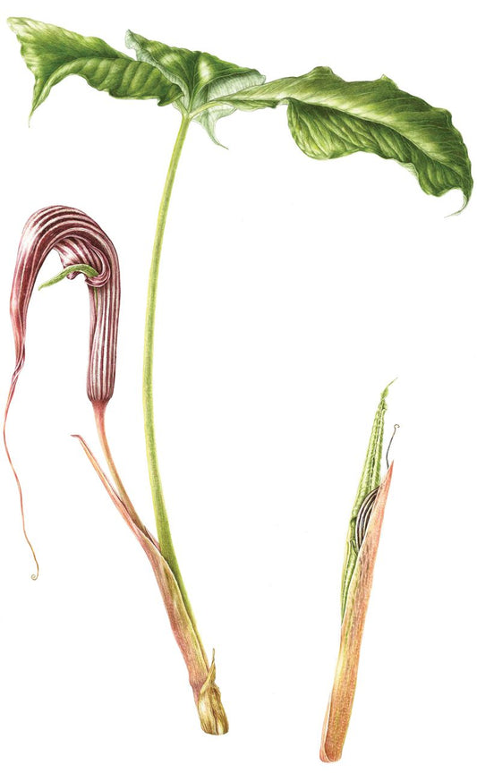 Arisaema franchetianum - juvenile & mature plant