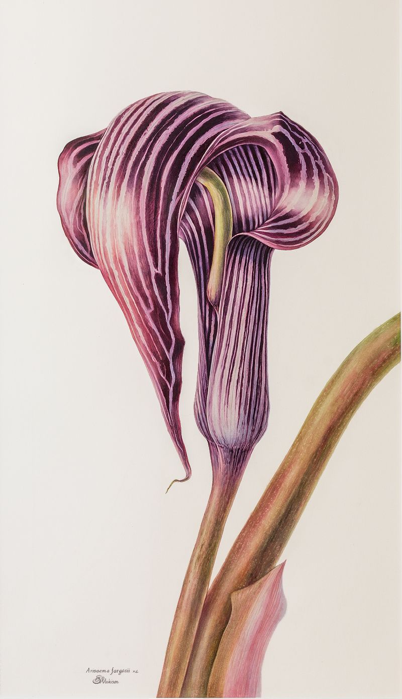 Arisaema fargesii