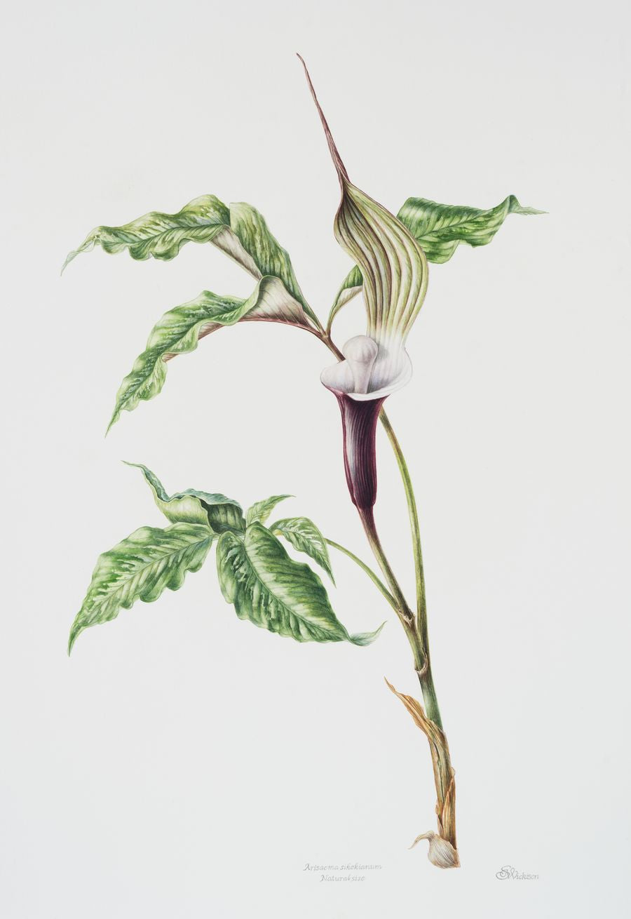 Arisaema sikokianum