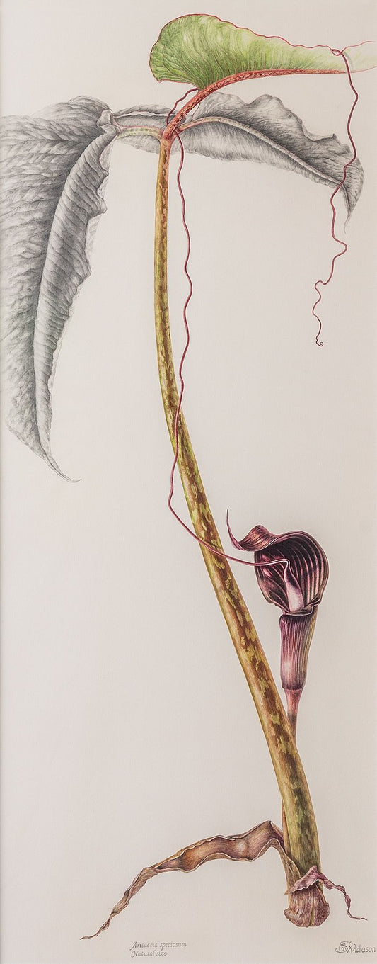 Arisaema speciosum