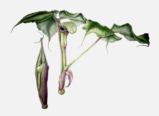 Arisaema ringens