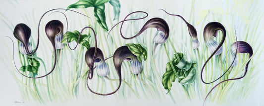 Arisarum proboscideum Arum Family