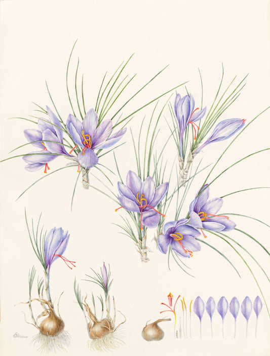 Crocus sativus - Saffron