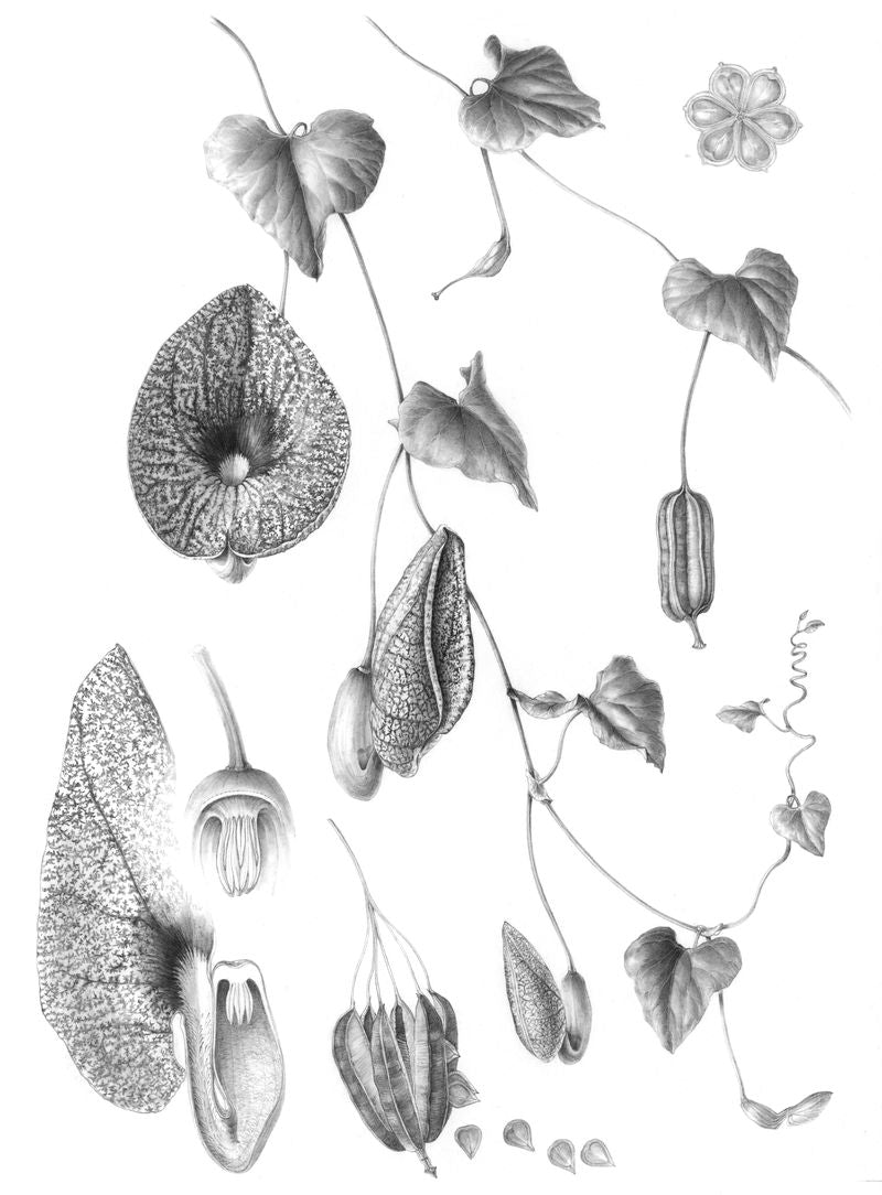 Aristolochia littoralis