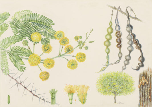 Acacia