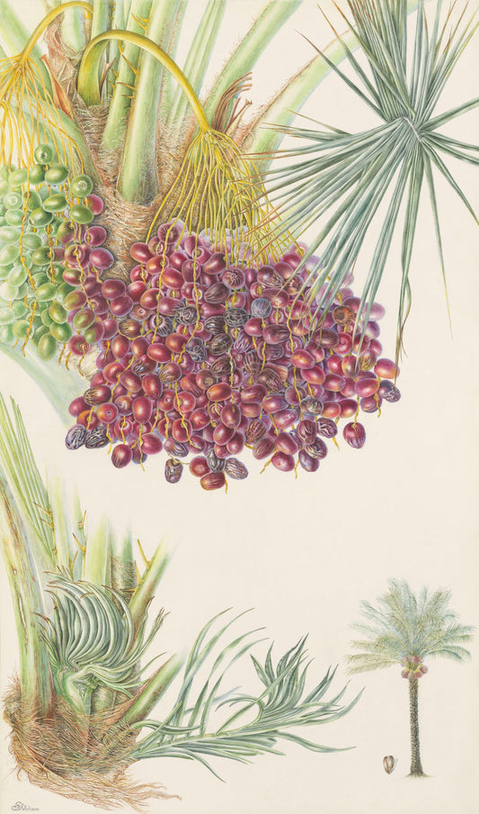 Date Palm