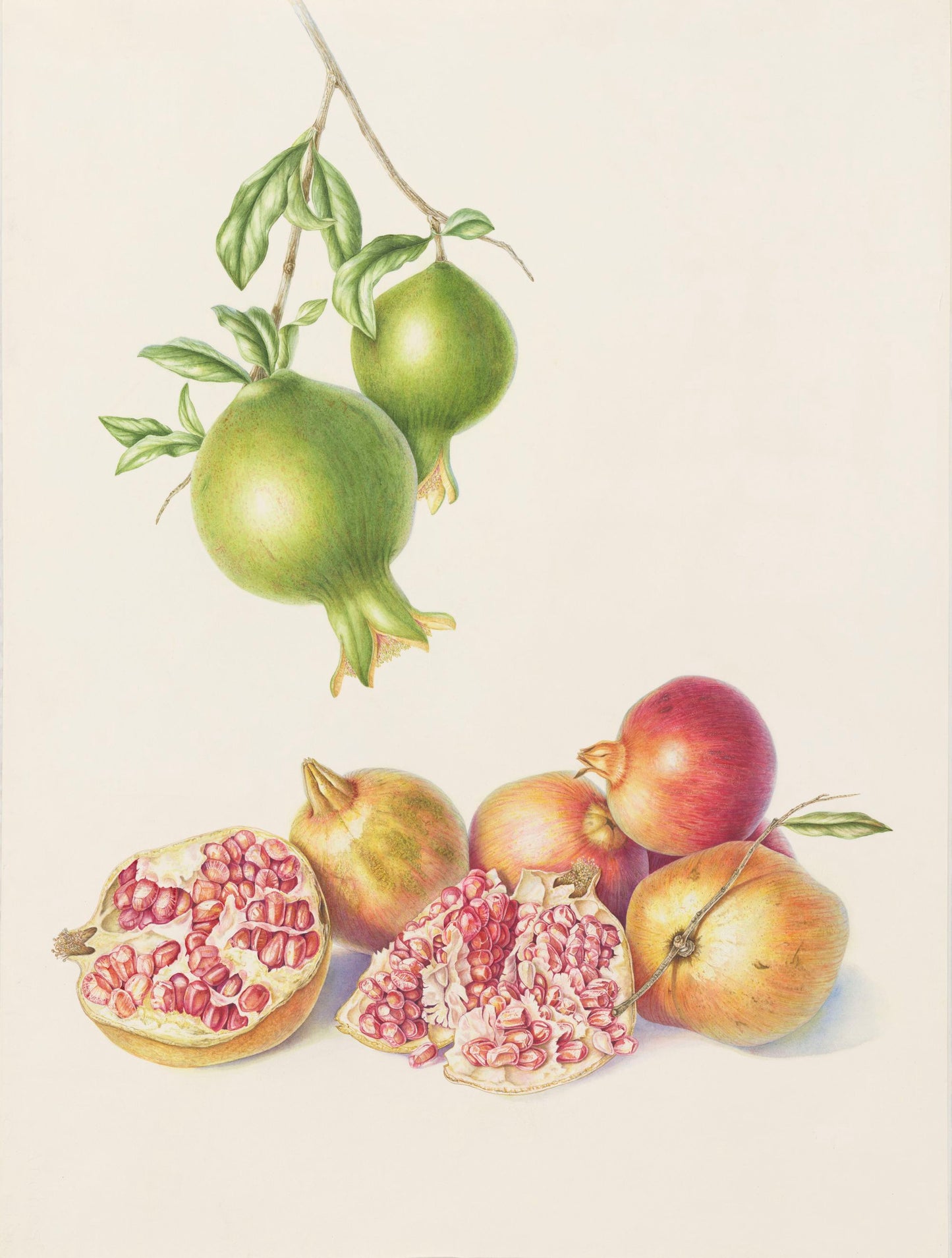 Pomegranate Fruit