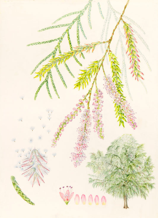 Tamarisk